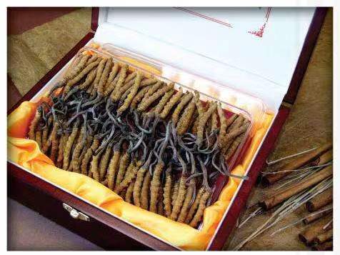 六弓乡冬虫夏草回收